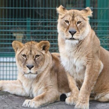 Lionesses rescued from Ukraine to find home at Scottish zoo