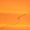 Pink-Footed Geese Sunrise Walk