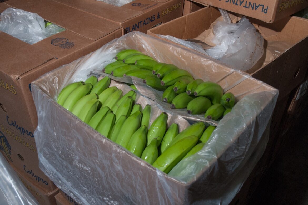 Ringleader of plot to smuggle £76m of cocaine into UK hidden in bananas jailed