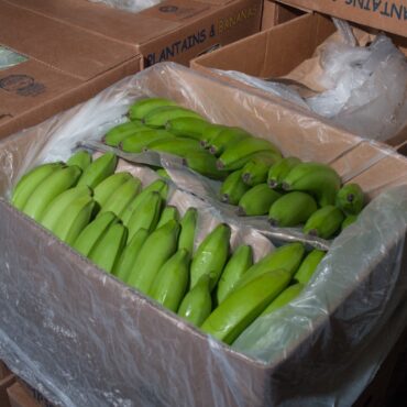 Ringleader of plot to smuggle £76m of cocaine into UK hidden in bananas jailed