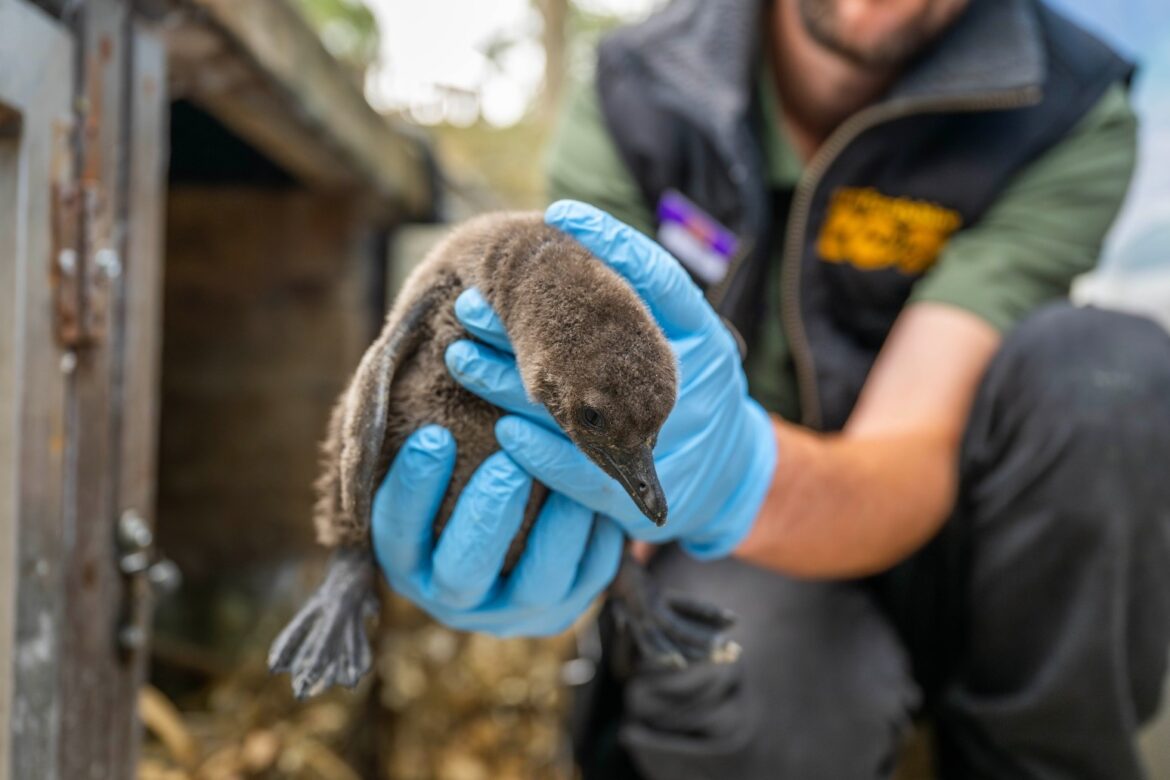 Zoo names endangered ‘mischievous’ penguin chicks after Oasis frontmen