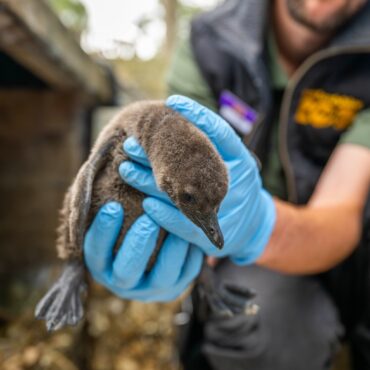 Zoo names endangered ‘mischievous’ penguin chicks after Oasis frontmen