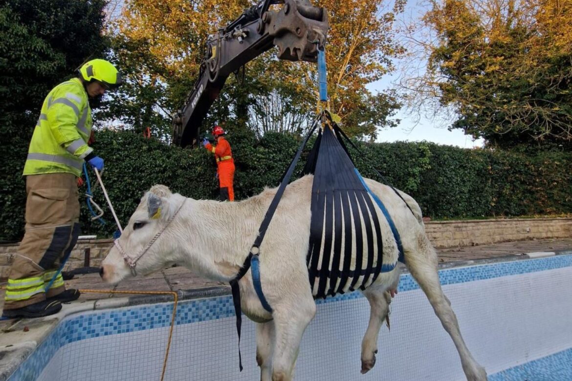 Firefighters rescue pregnant cow from Rutland swimming pool