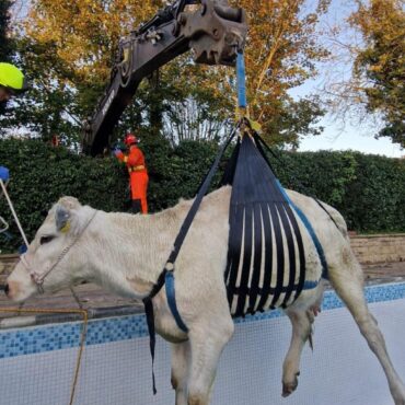 Firefighters rescue pregnant cow from Rutland swimming pool