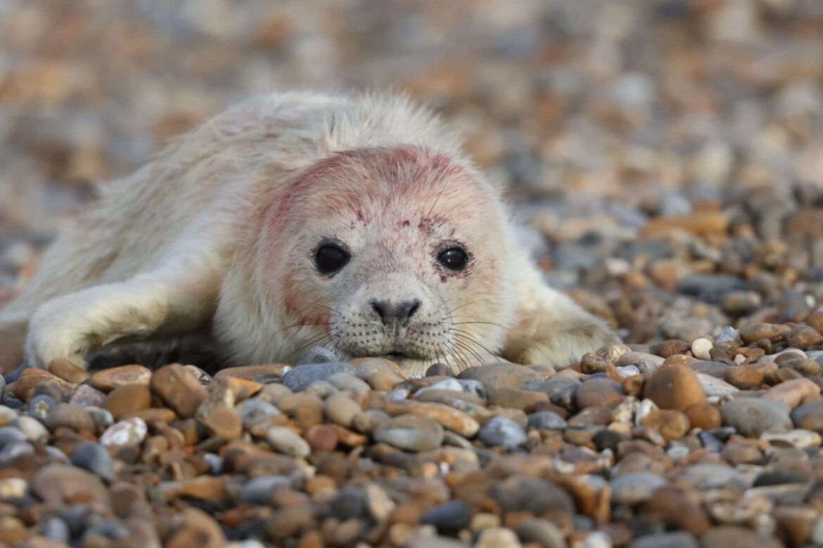 First grey seal pup of the season born at coastal ex military site