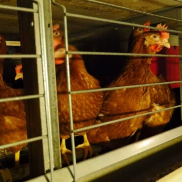 Major supermarkets back call to ban cages for UK hens