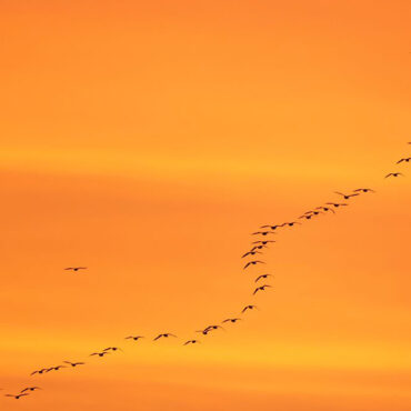 Pink-Footed Geese Sunrise Walk