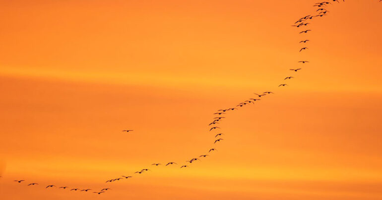 Pink-Footed Geese Sunrise Walk