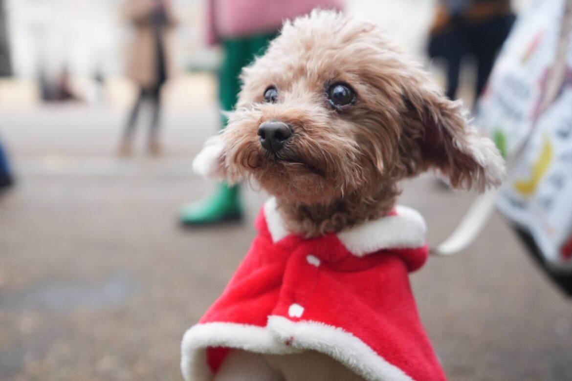 Santa paws Dozens of dogs don Christmas jumpers for festive parade