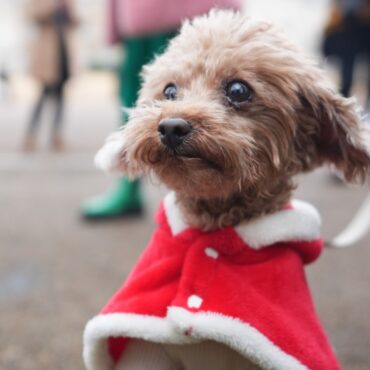 Santa paws Dozens of dogs don Christmas jumpers for festive parade