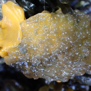 Climate indicator sea slugs whales and returning wildlife in UK seas in 2024