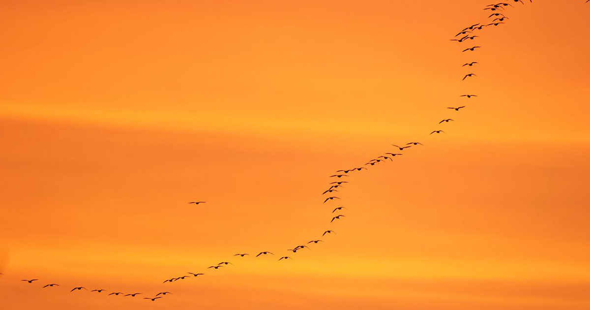 Pink-Footed Geese Sunrise Walk