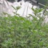 Police discover cannabis factory with hundreds of plants in town centre property on New Year’s Eve