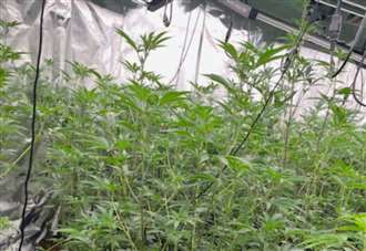 Police discover cannabis factory with hundreds of plants in town centre property on New Year’s Eve