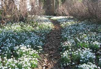 Two West Norfolk historic properties open their gardens to visitors for a Snowdrop Festival