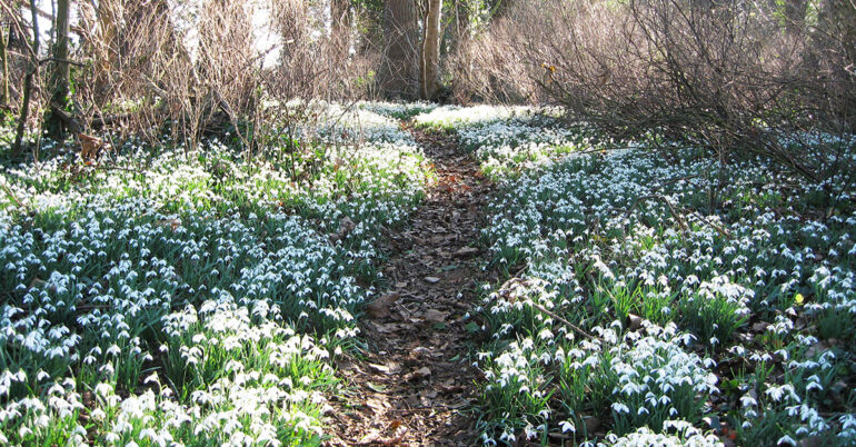 Bagthorpe Hall Open Garden