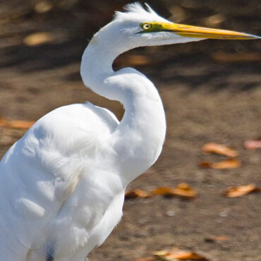 Birds of the Reedbeds