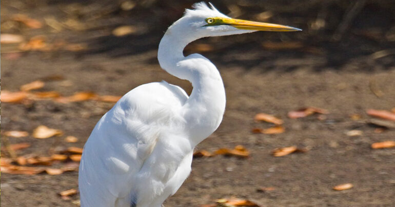 Birds of the Reedbeds