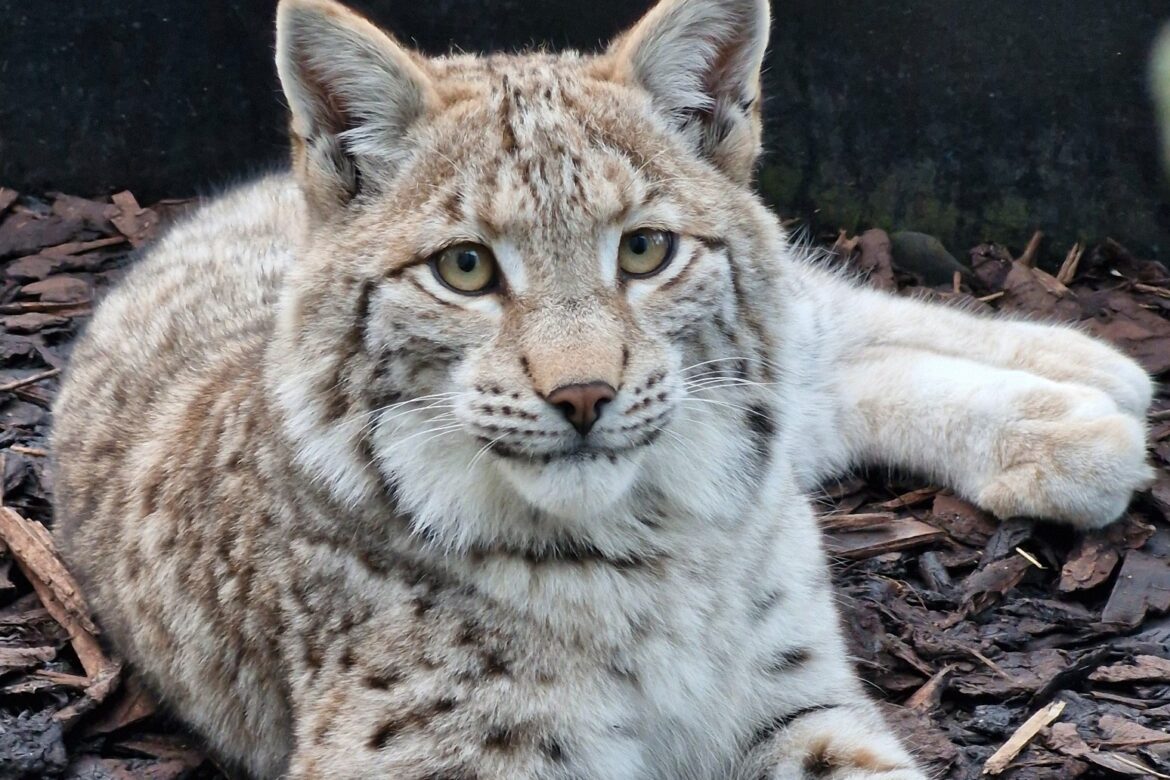 Lynx captured after illegal release in Cairngorms doing well say experts