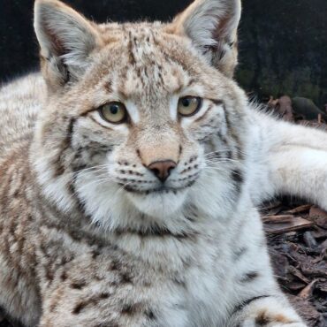 Lynx captured after illegal release in Cairngorms doing well say experts