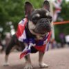 Over 1800 dogs stolen across the UK last year