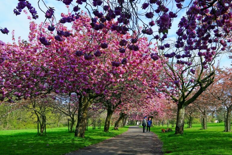 People urged to enjoy blossom spectacle as warm weather kick starts spring