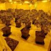 Police discover cannabis factory with 70 plants at town address