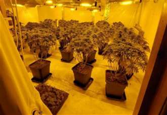 Police discover cannabis factory with 70 plants at town address