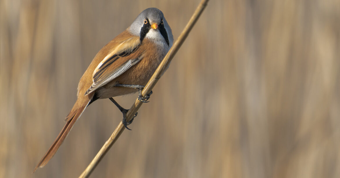 Wildlife Photography Workshop