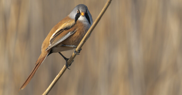 Wildlife Photography Workshop