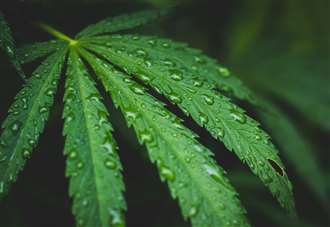 21-year-old caught with cannabis told to get his act together
