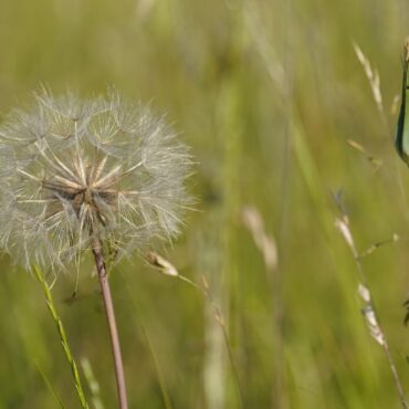 Public warned against buying hay fever jabs online