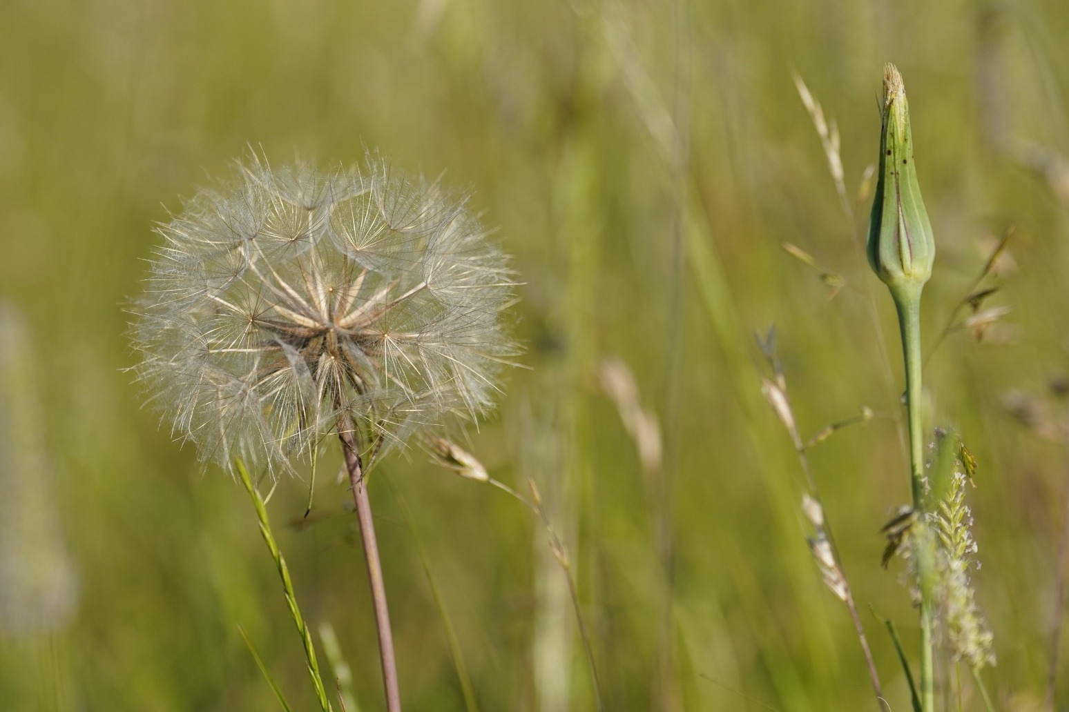Public warned against buying hay fever jabs online