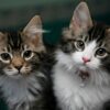 Record 123bn paid out in pet insurance claims in 2024 says ABI