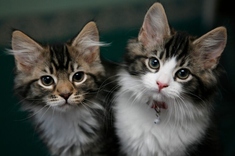 Record 123bn paid out in pet insurance claims in 2024 says ABI