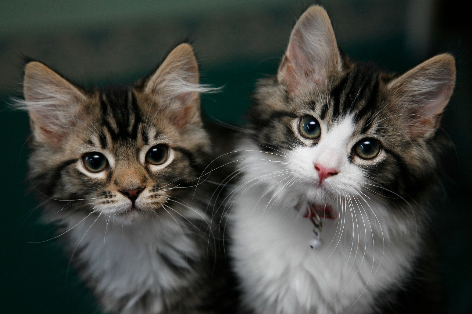 Record 123bn paid out in pet insurance claims in 2024 says ABI