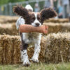 Sandringham Game & Country Fair