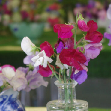 Snettisham Gardening Club Flower Show