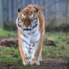 Vets sedate 17 stone tiger for delicate operation to remove ingrown toenail