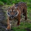Zoo animals to get more space in long overdue welfare reforms