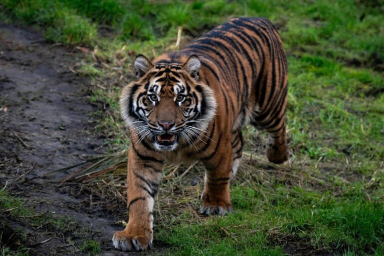 Zoo animals to get more space in long overdue welfare reforms