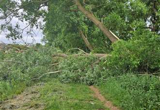 Fire-damaged tree ‘nearly killed’ two children when it fell at riverbank