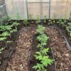 Lots of tips for growing the best tomatoes