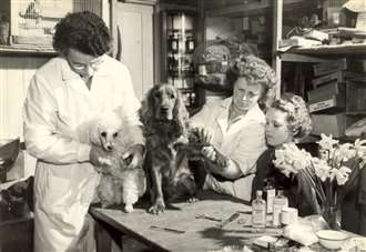 Picture This: 1950s dogs with freshly painted nails and perfectly coiffured hairdos