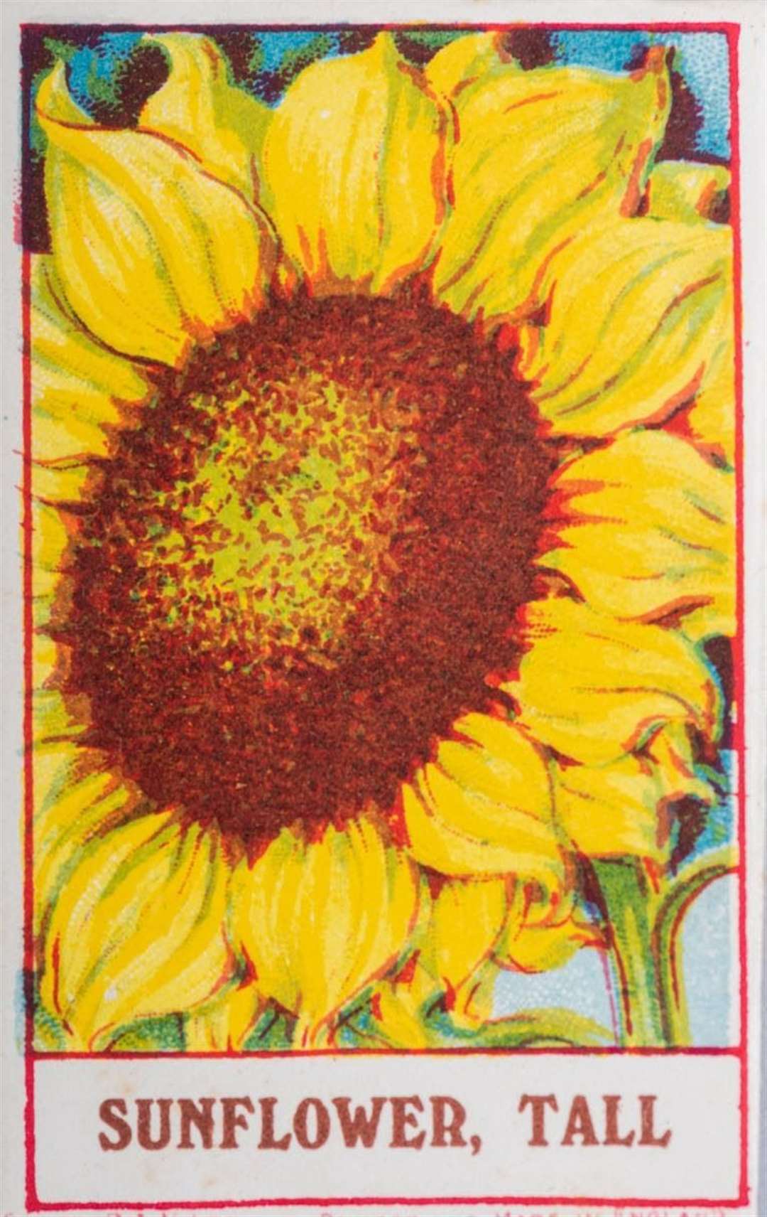 Taylor's Sunflower seed packet