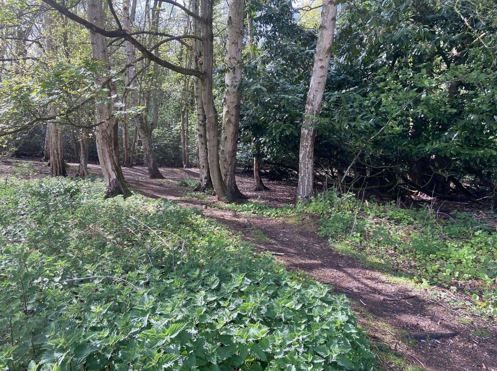 Spring Wood in Gaywood - the epicentre of the drama