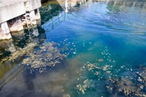 Town river turned temporarily blue in attempt to reduce algae
