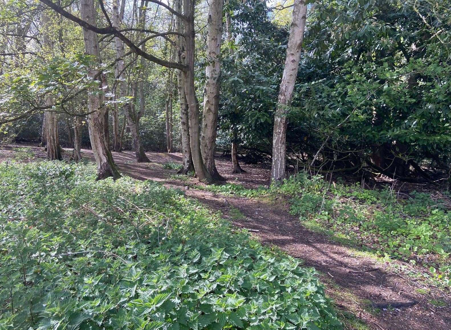 Spring Wood's footpaths will remain open to the public