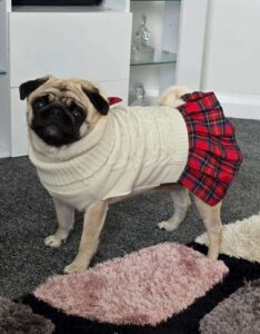 ‘Does a child need to die before anything is done?’: Family’s pug killed in vicious dog attack