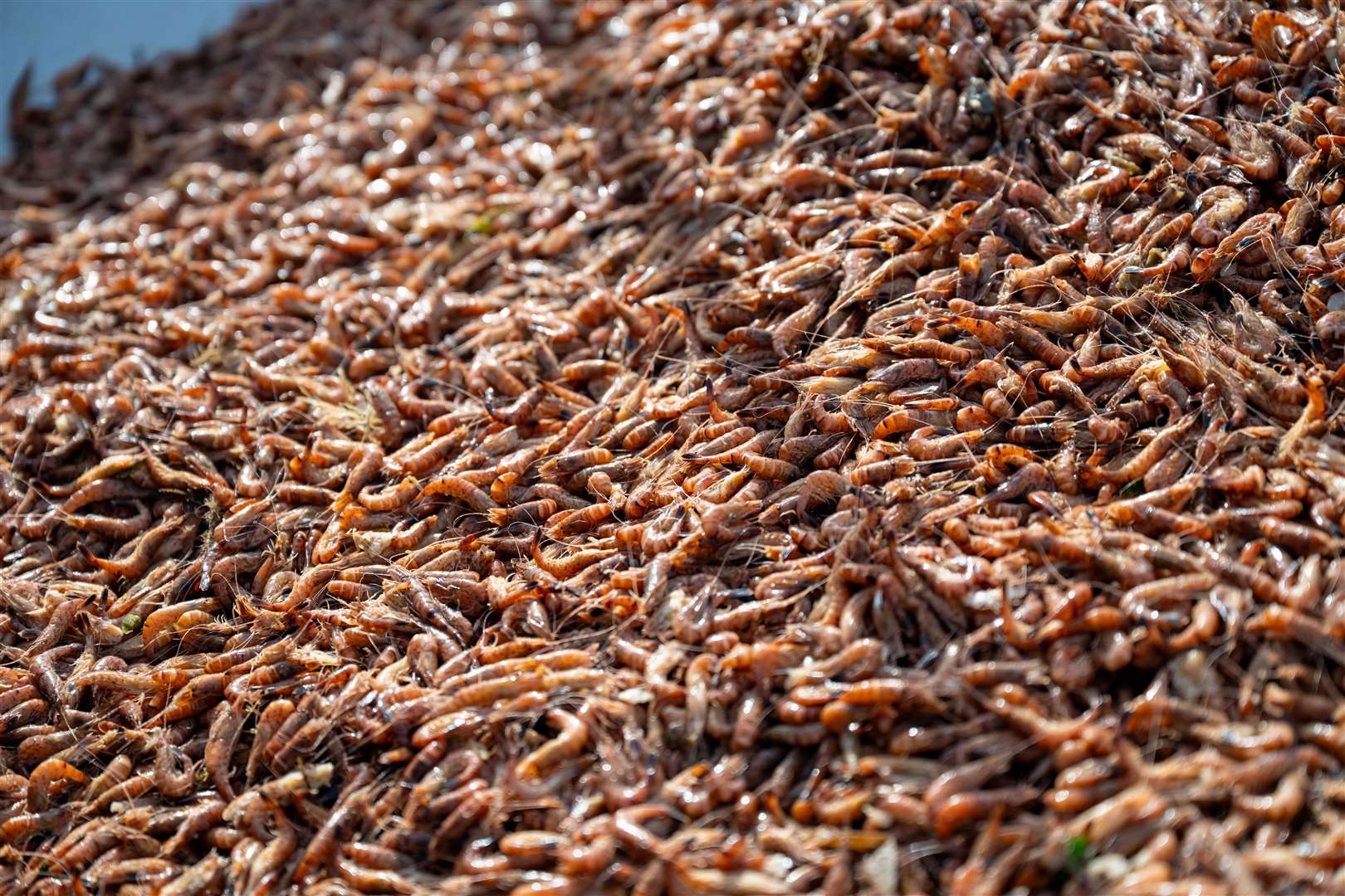 Norfolk Brown Shrimp